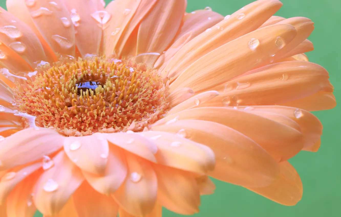 Photo wallpaper water, drops, flowers, Rosa, petals, gerbera