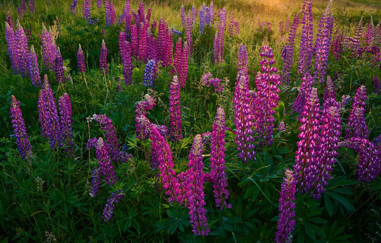 Photo wallpaper field, summer, flowers, glade, bright, meadow, pink, the bushes