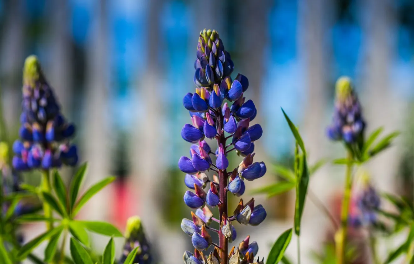 Photo wallpaper summer, flowers, blue, bokeh, lupins