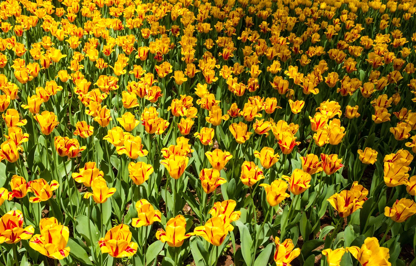 Photo wallpaper flowers, bright, spring, yellow, tulips, flowerbed, a lot, striped