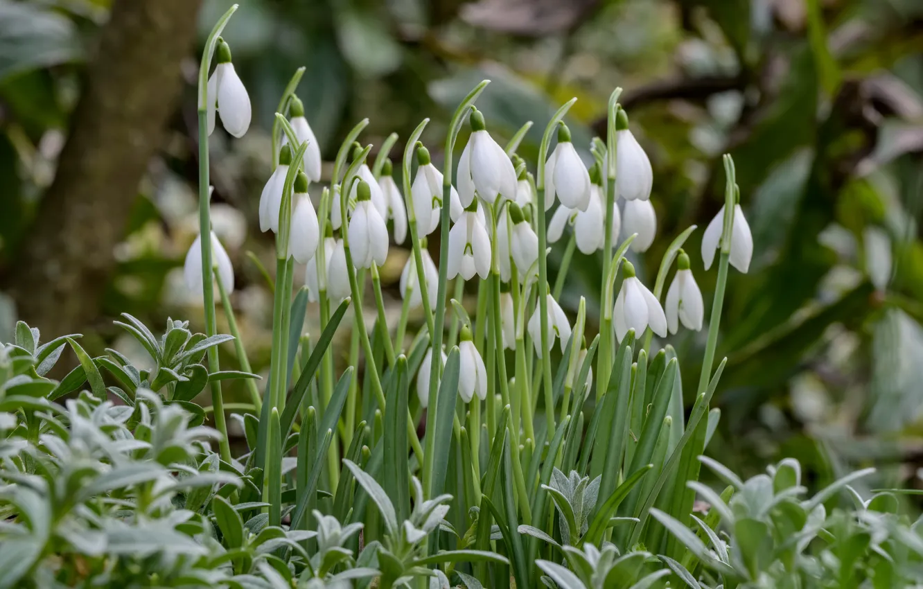 Photo wallpaper flowers, vegetation, spring, snowdrops, white