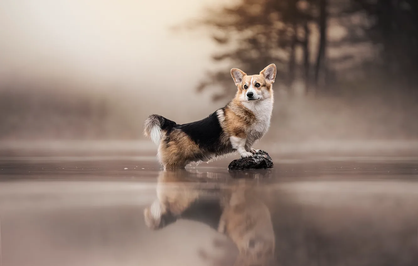 Photo wallpaper water, fog, lake, reflection, stone, dog, Welsh Corgi