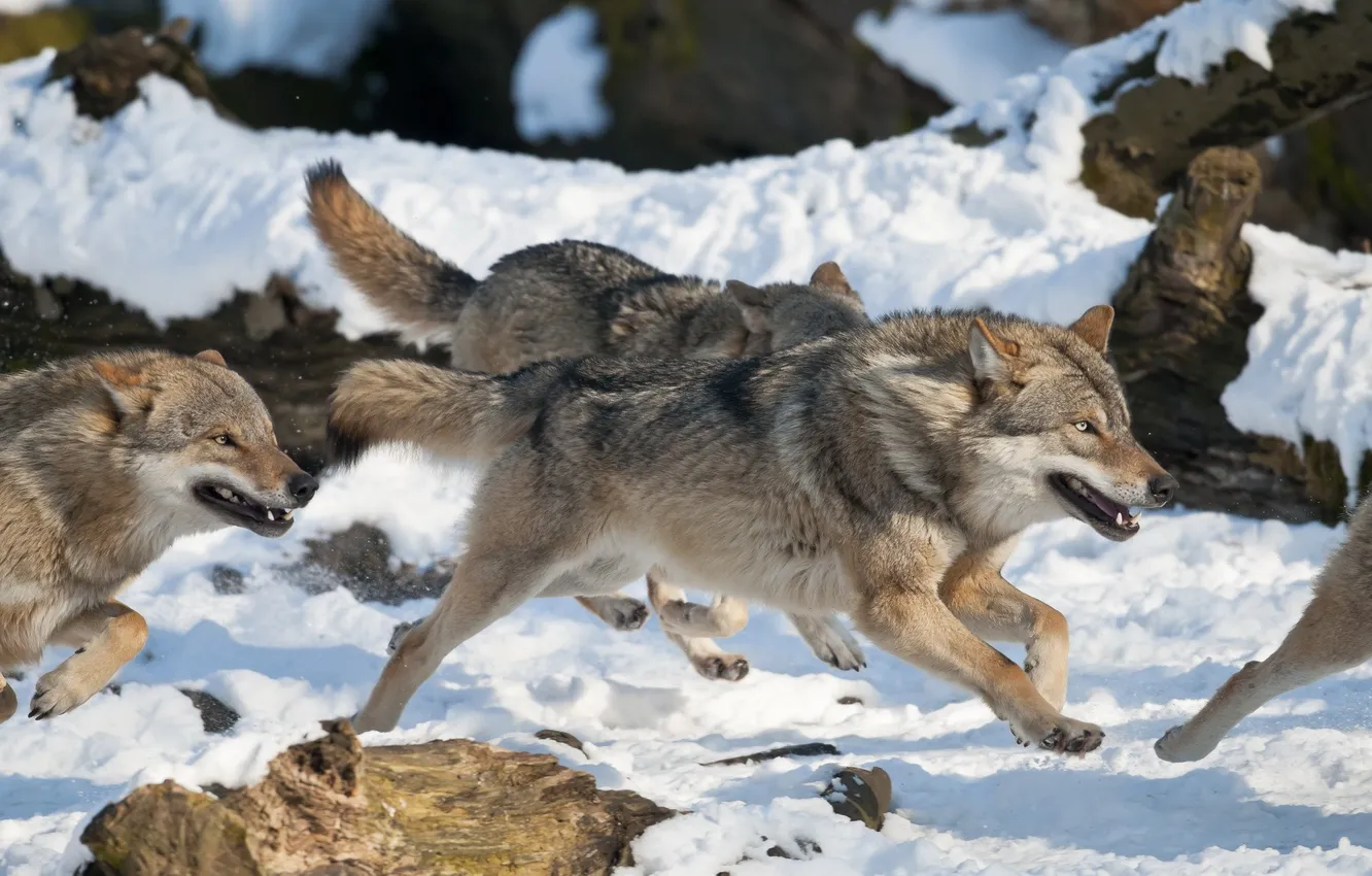 Photo wallpaper nature, Gray Wolf, face, animal, wolf, canis lupus, wildlife, head