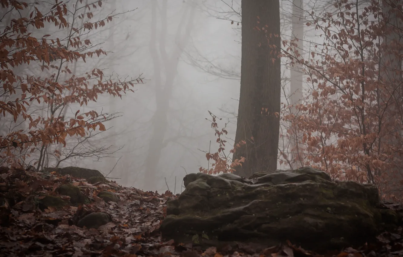Photo wallpaper autumn, forest, fog, forest, nature, autumn, fog