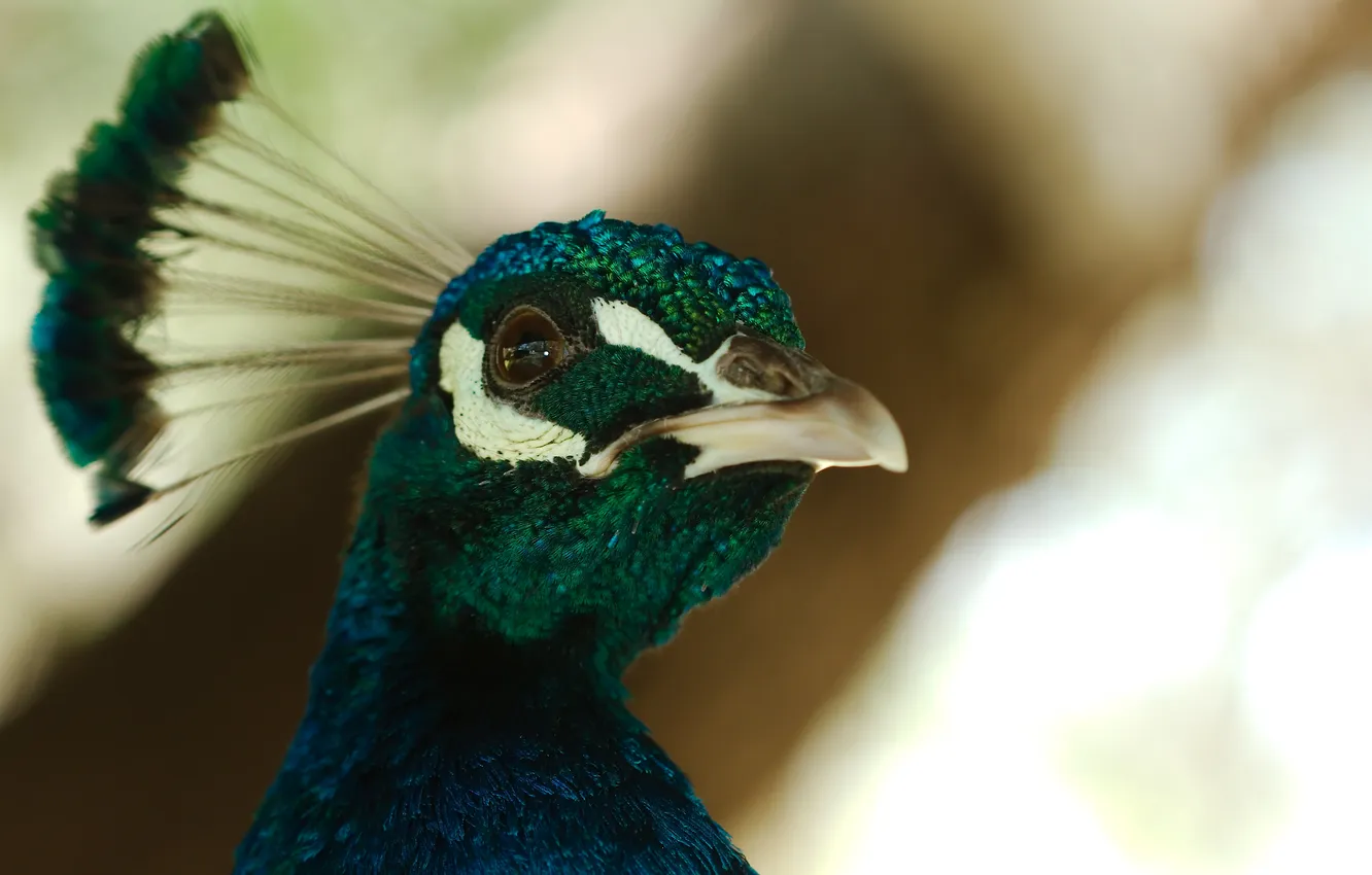 Photo wallpaper eyes, bird, feathers, peacock