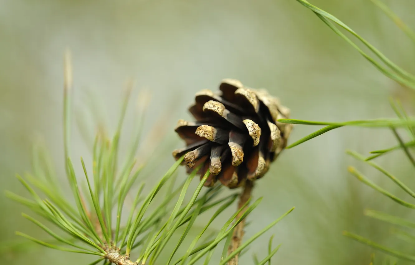 Photo wallpaper macro, nature, bumps