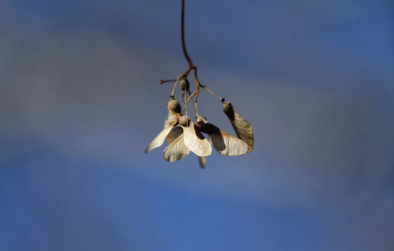 Photo wallpaper branches, nature, background