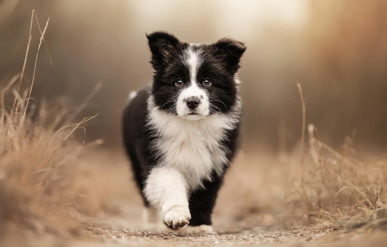 Photo wallpaper dog, puppy, The border collie