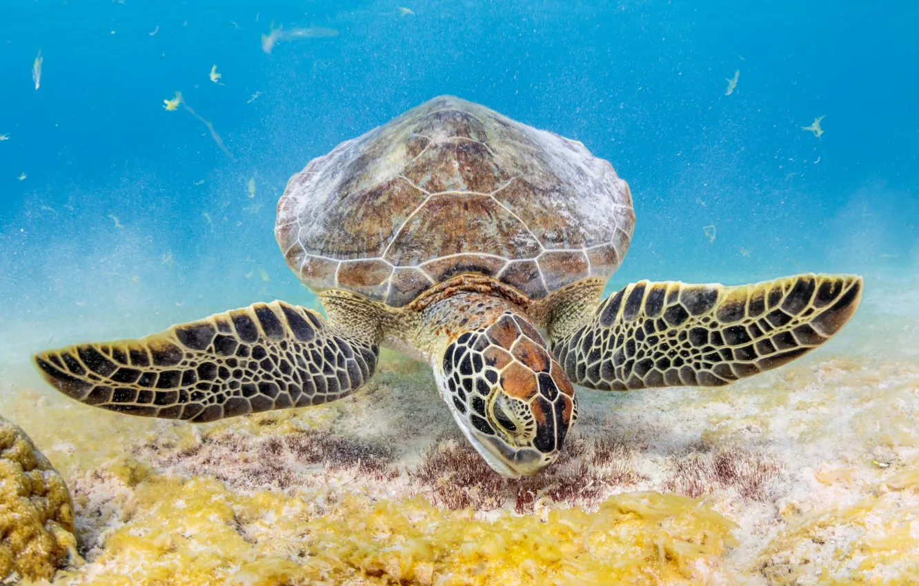 Photo wallpaper sea, turtle, underwater world, sea turtle
