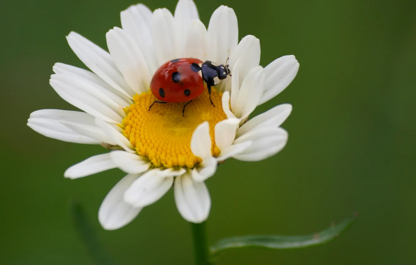 Photo wallpaper flowers, nature, ladybug, chamomile, beetle, petals, insect