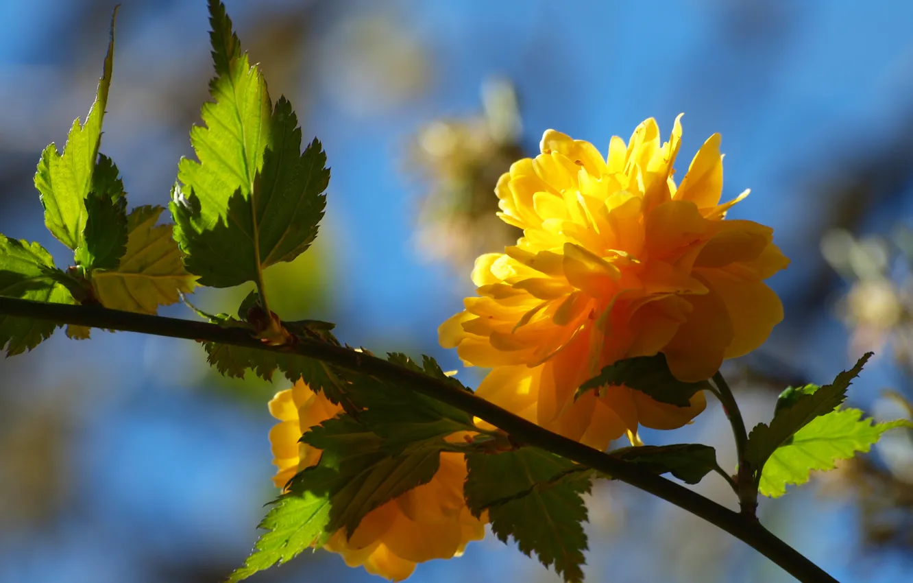 Photo wallpaper flower, leaves, yellow, tree, branch, spring, petals