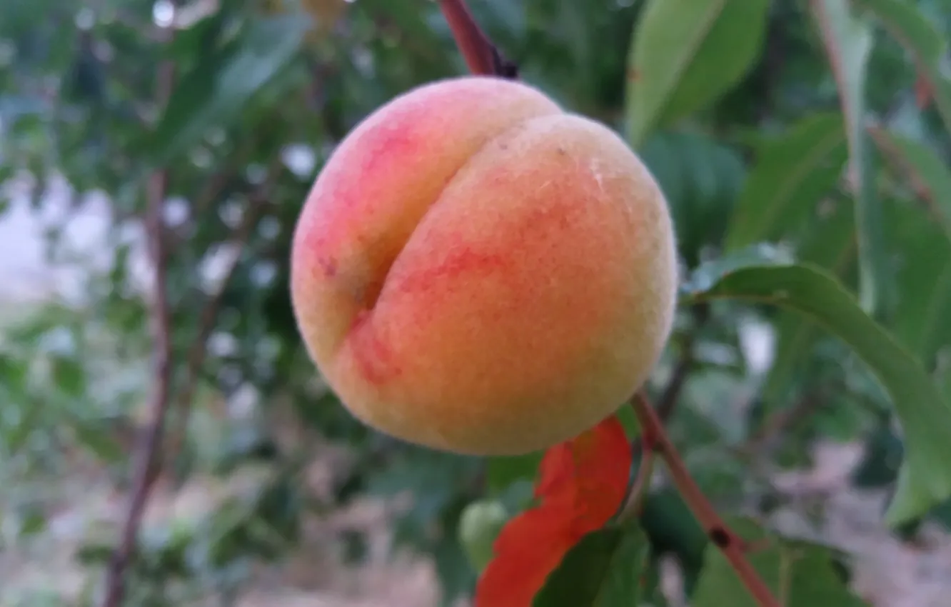 Photo wallpaper summer, fruit, peaches, vitamins, August