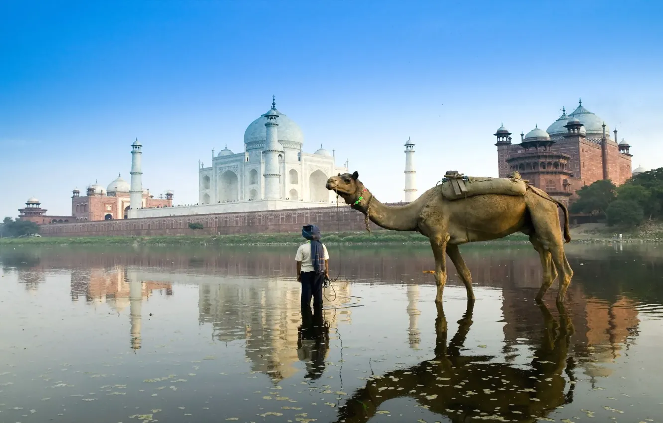 Photo wallpaper India, Taj Mahal, camel