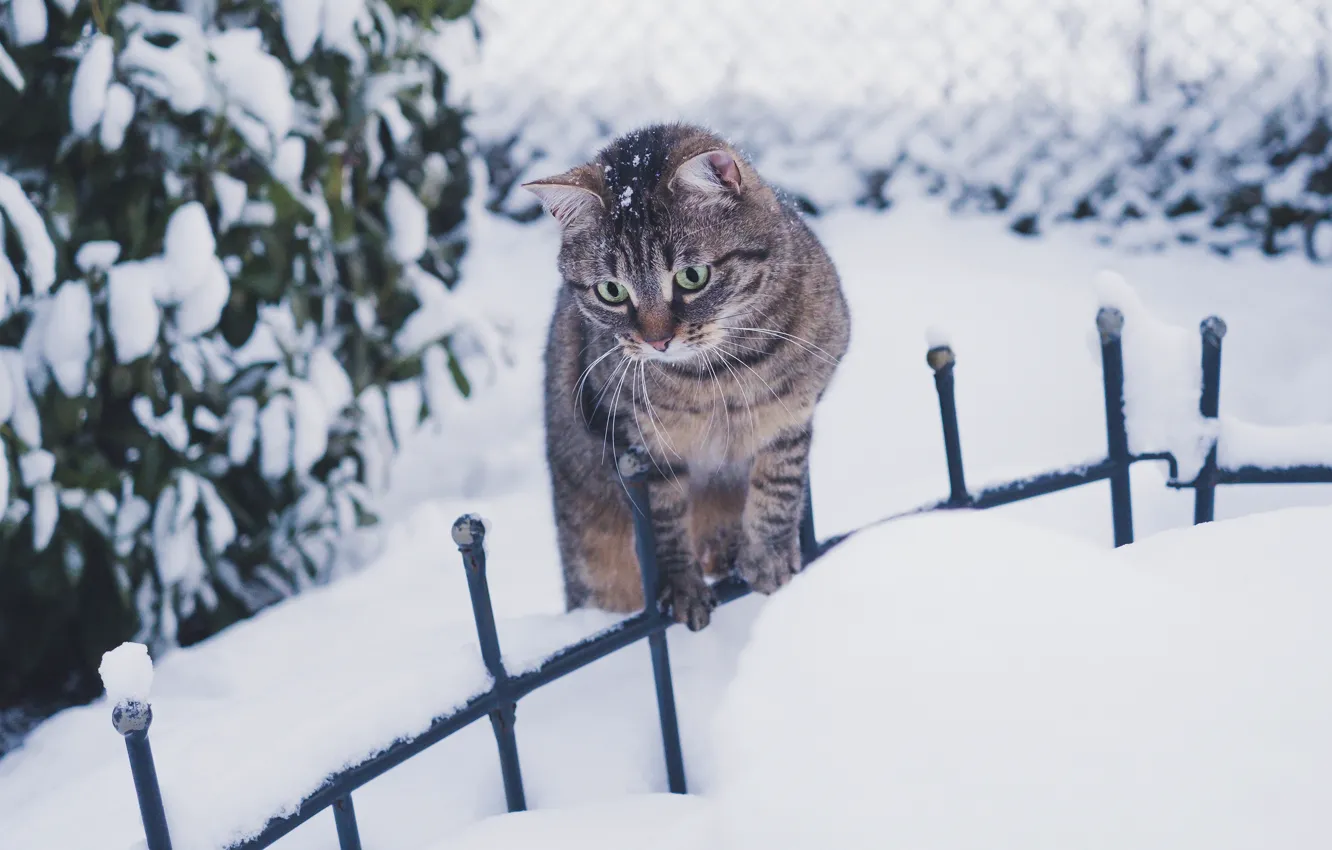 Photo wallpaper winter, cat, cat, look, leaves, snow, nature, interest