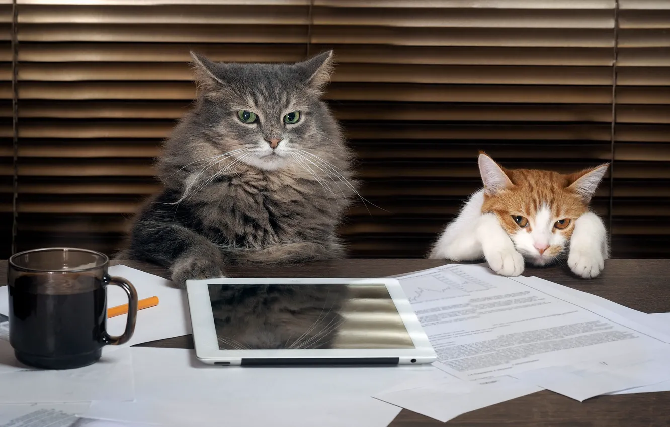 Photo wallpaper cat, cat, look, paper, table, grey, background, work