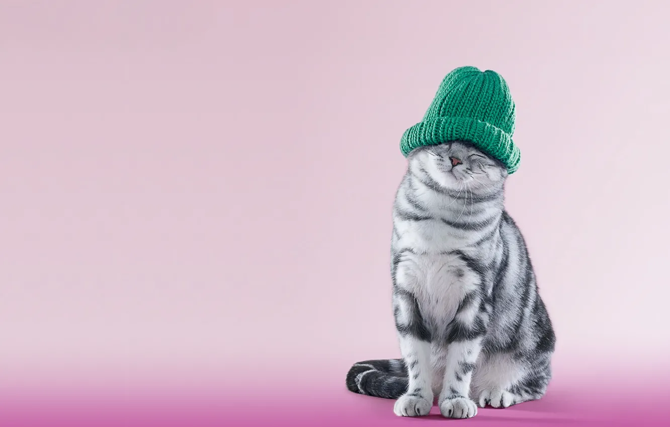 Photo wallpaper animals, cat, hat