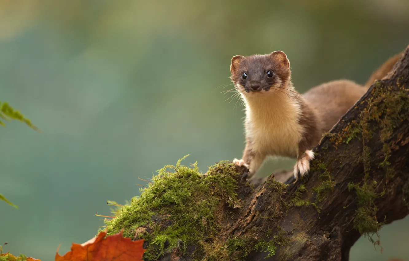 Photo wallpaper look, trees, stump, marten
