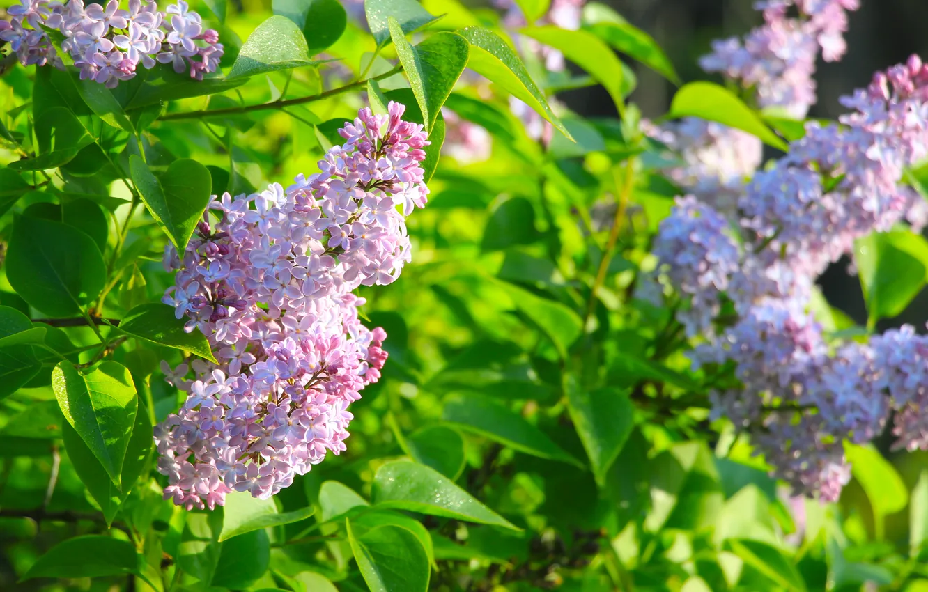 Photo wallpaper flower, spring, lilac, twig, blooming