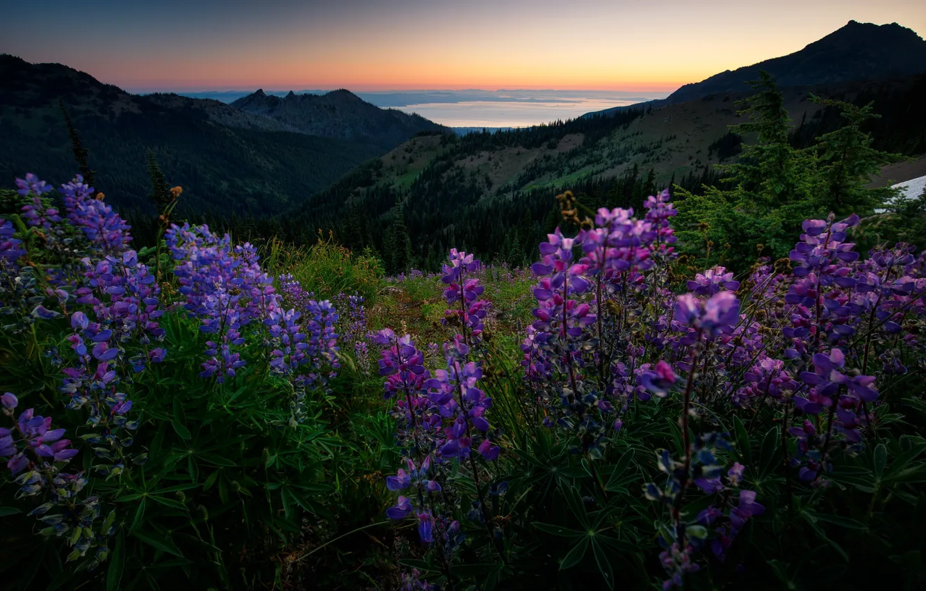 Photo wallpaper forest, summer, flowers, mountains, dal, meadow, lilac, lupins