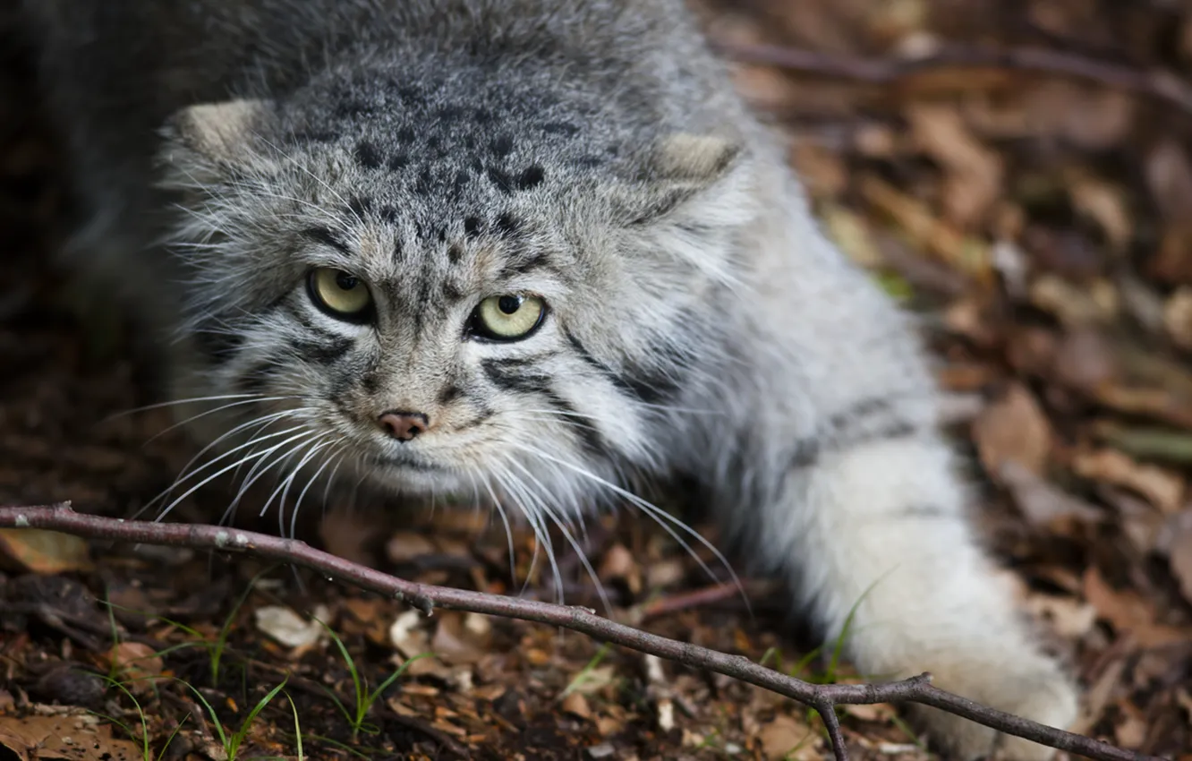 Photo wallpaper cat, cat, look, face, leaves, nature, predator, manul
