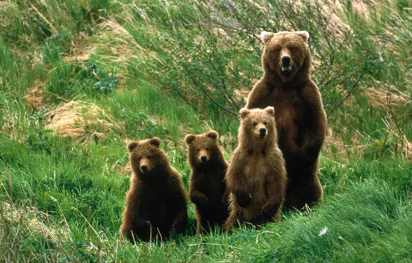 Photo wallpaper nature, bear, family