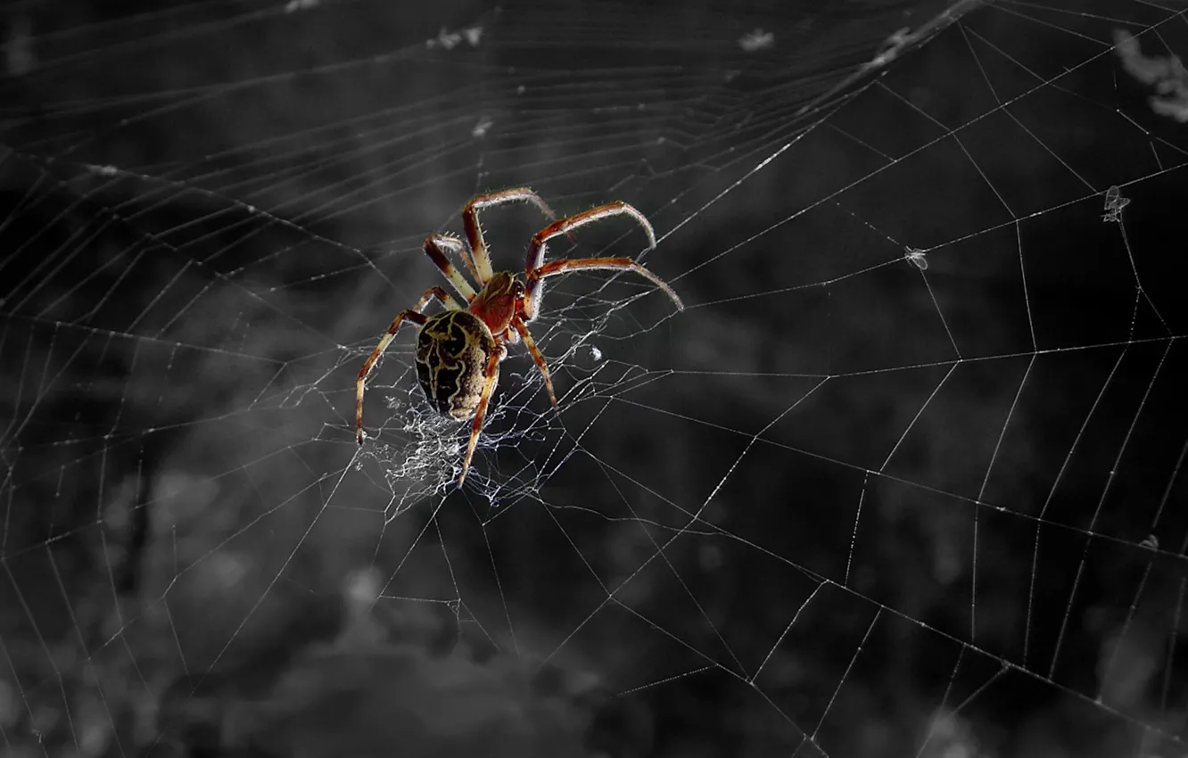 Photo wallpaper black and white, web, Spider