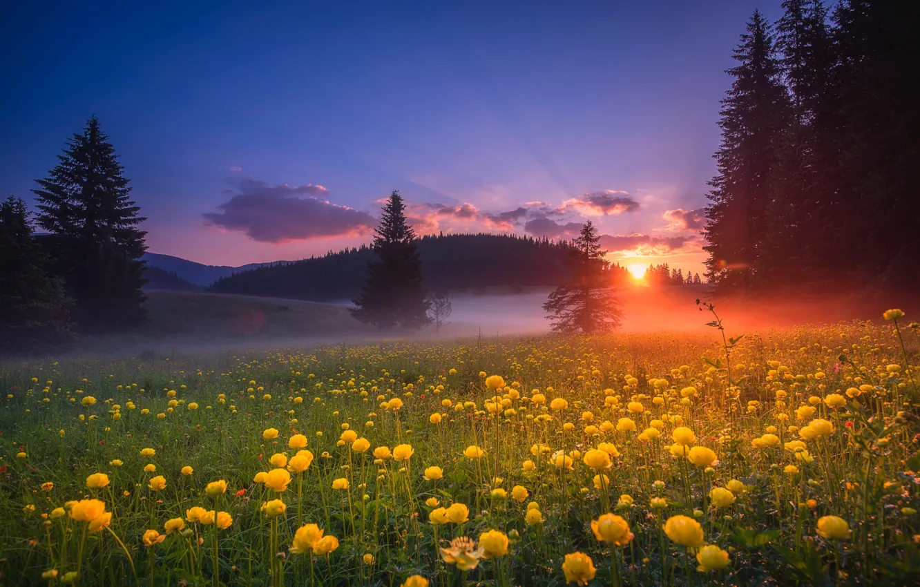 Photo wallpaper field, forest, the sky, the sun, rays, sunset, flowers, yellow