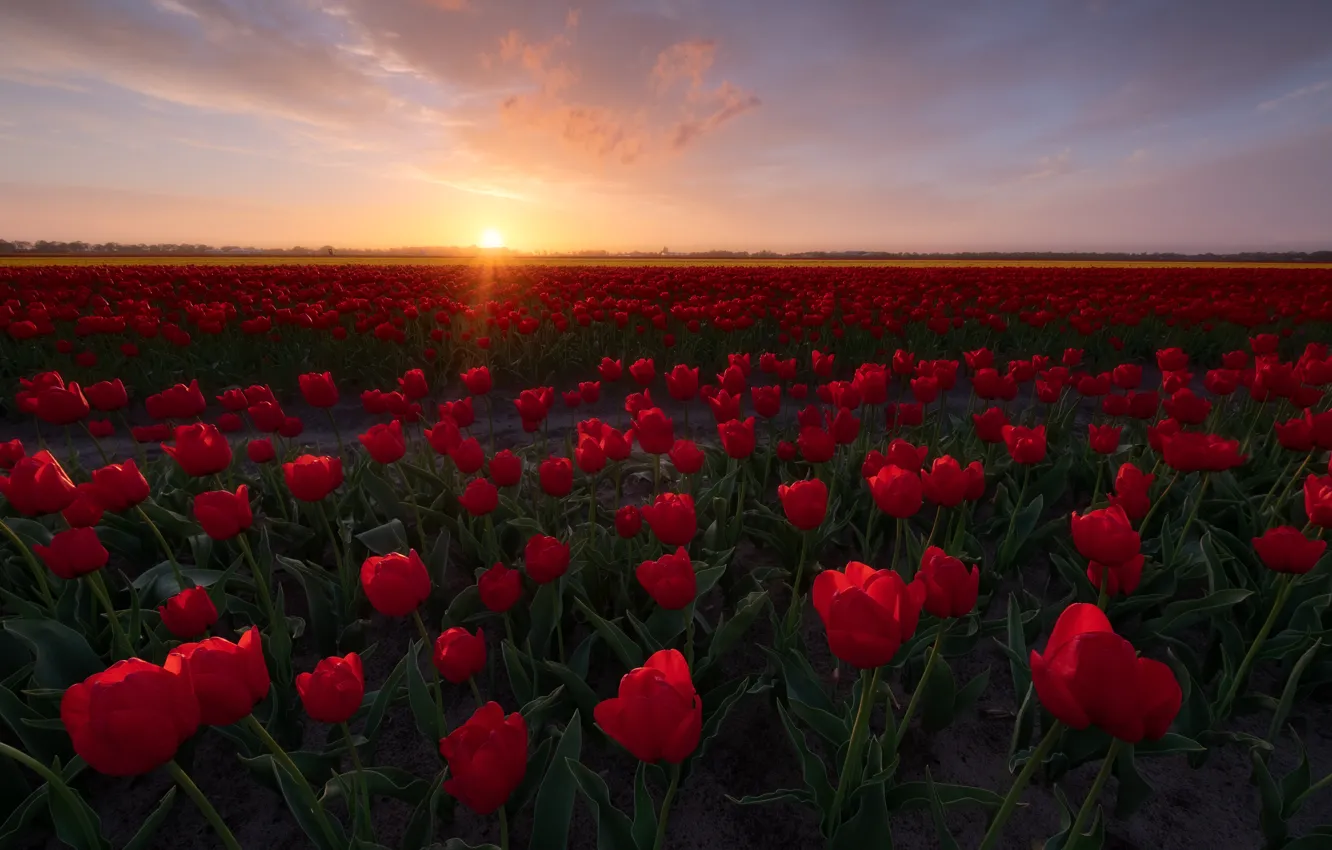 Photo wallpaper field, flowers, spring, tulips, a lot, flower field, plantation, Tulip field