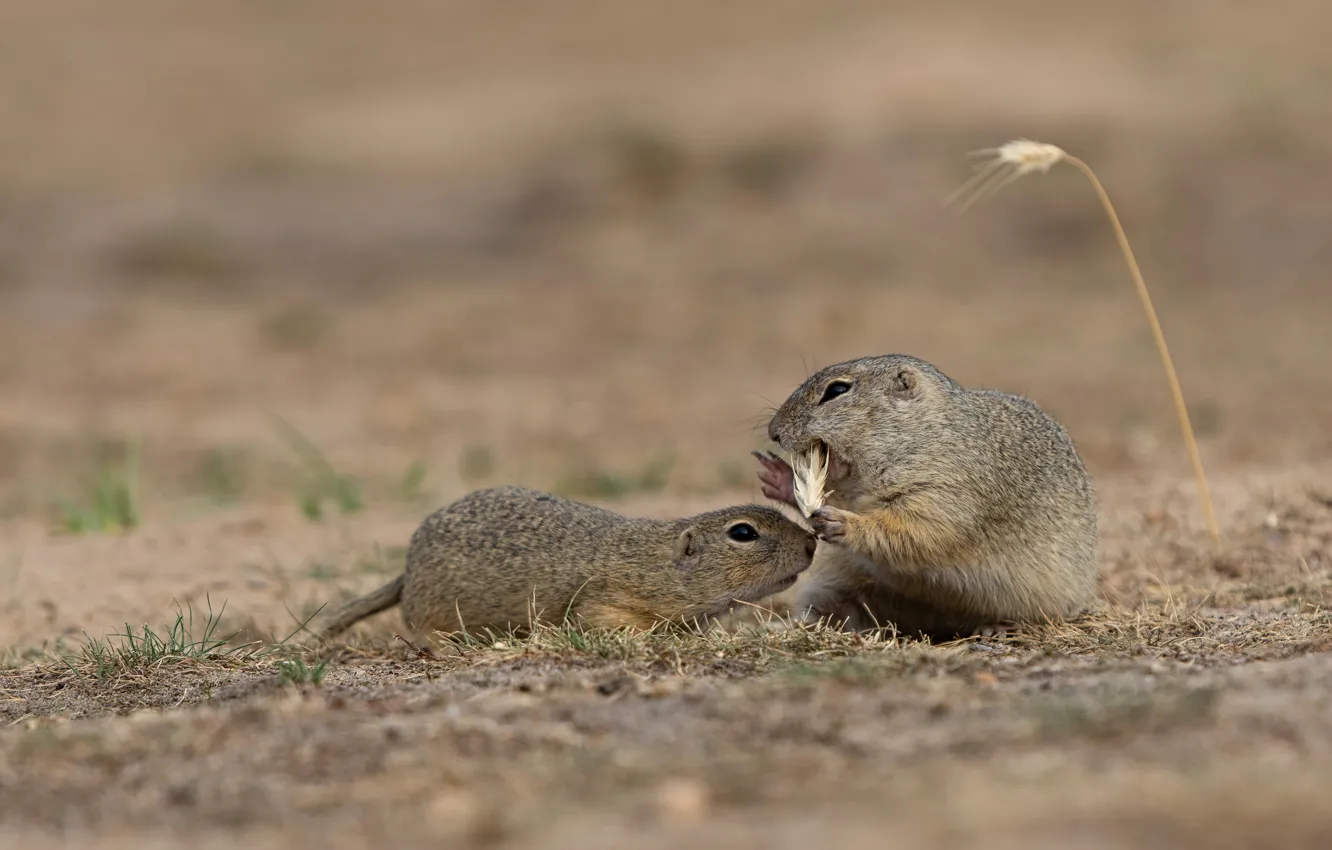 Photo wallpaper field, two, spikelets, pair, a couple, Duo, gopher, animal