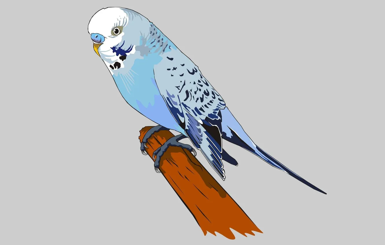 Photo wallpaper parrot, grey background, vector graphics, budgie