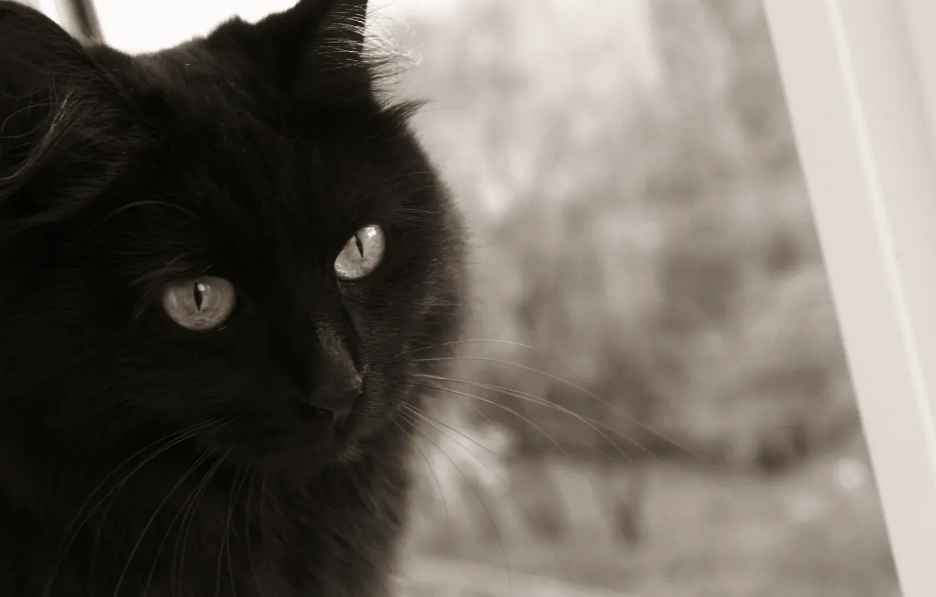 Photo wallpaper cat, the wind, black, black and white