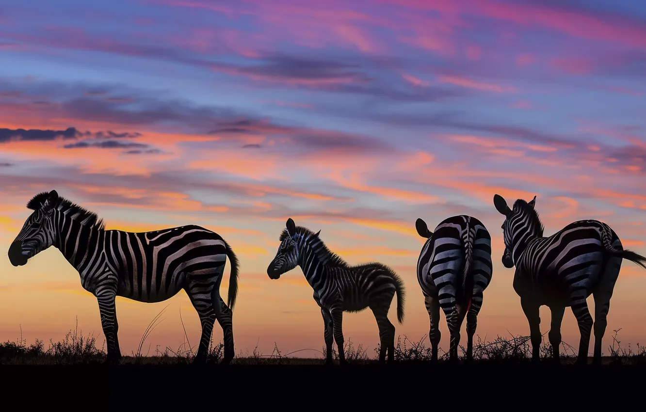 Photo wallpaper animals, Africa, zebra