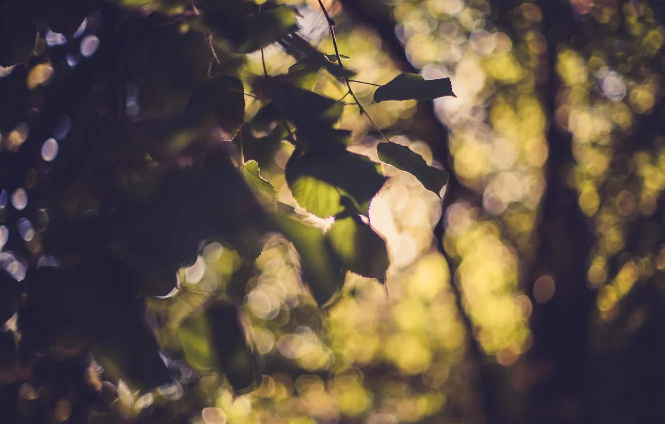 Photo wallpaper leaves, trees, bokeh