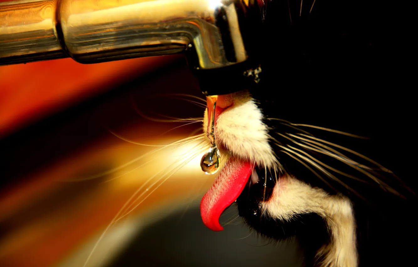 Photo wallpaper cat, cat, face, drops, crane