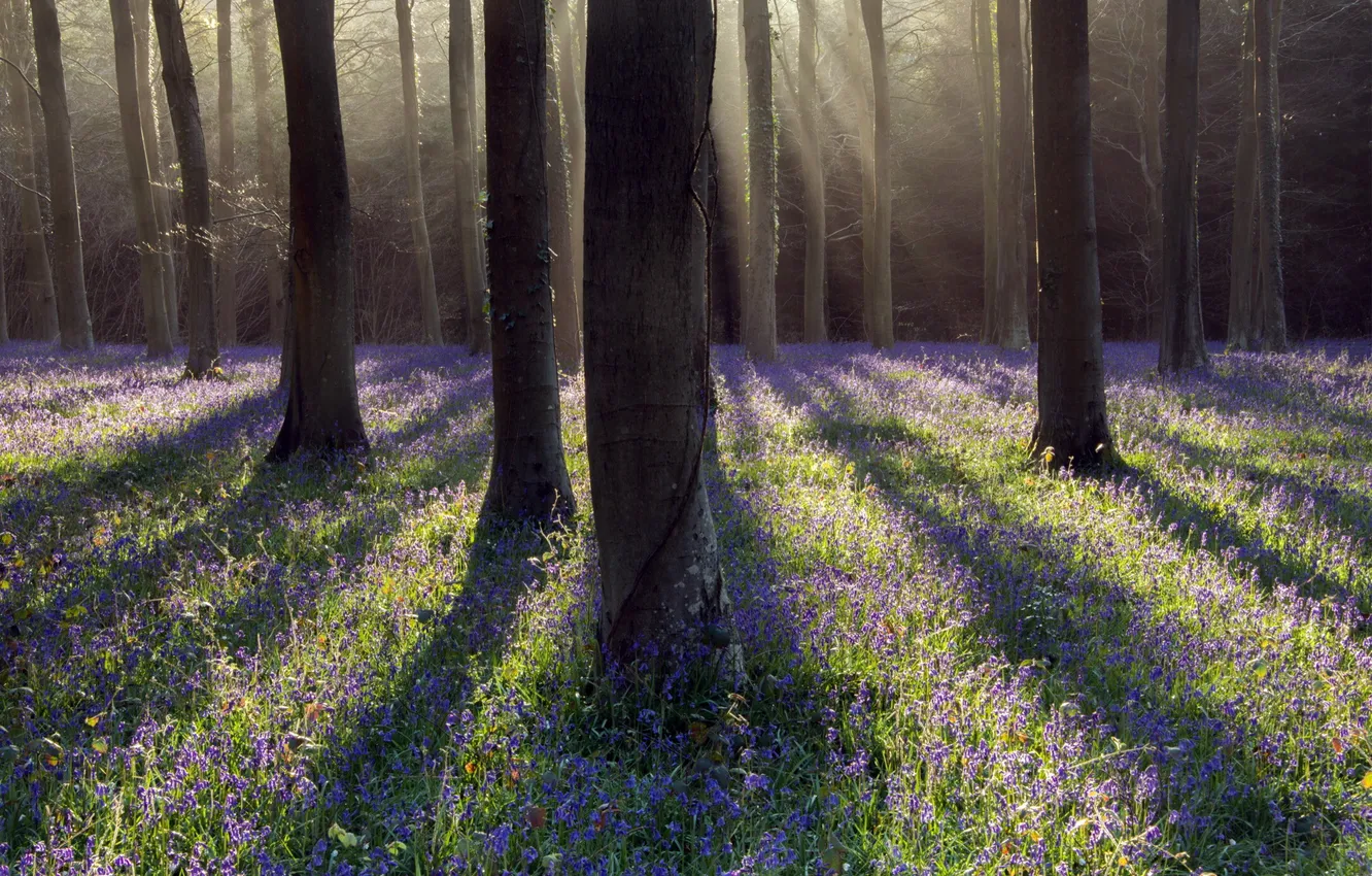 Photo wallpaper forest, trees, flowers