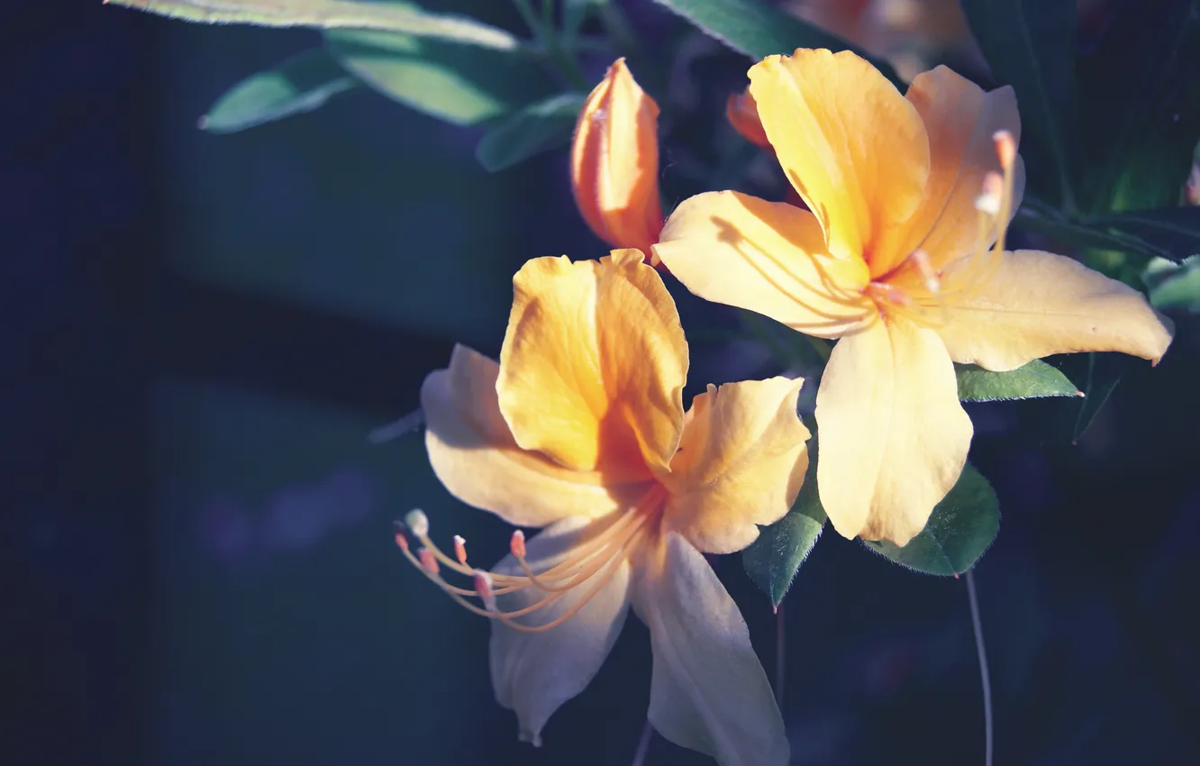 Photo wallpaper flowers, Lily, petals