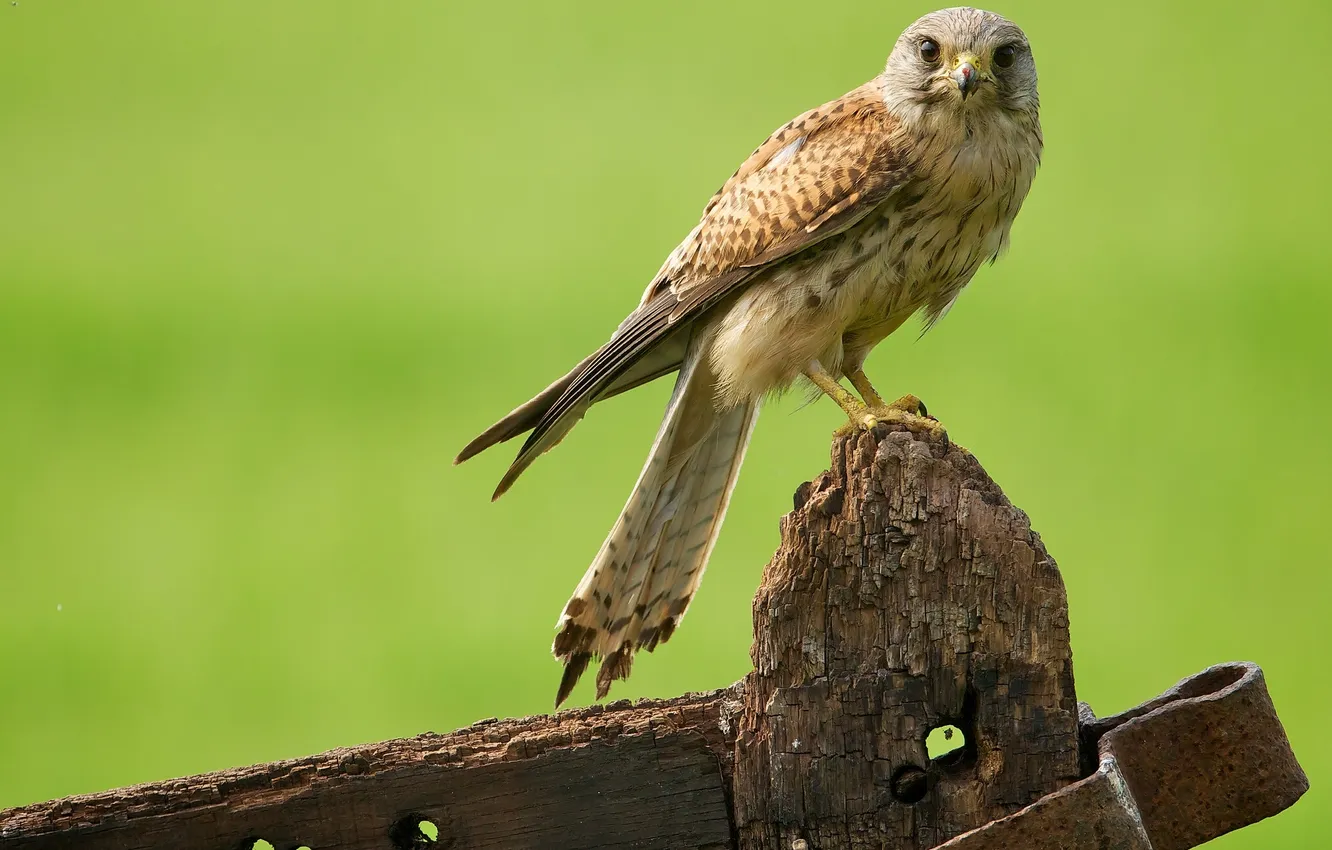 Photo wallpaper bird, predator, iron