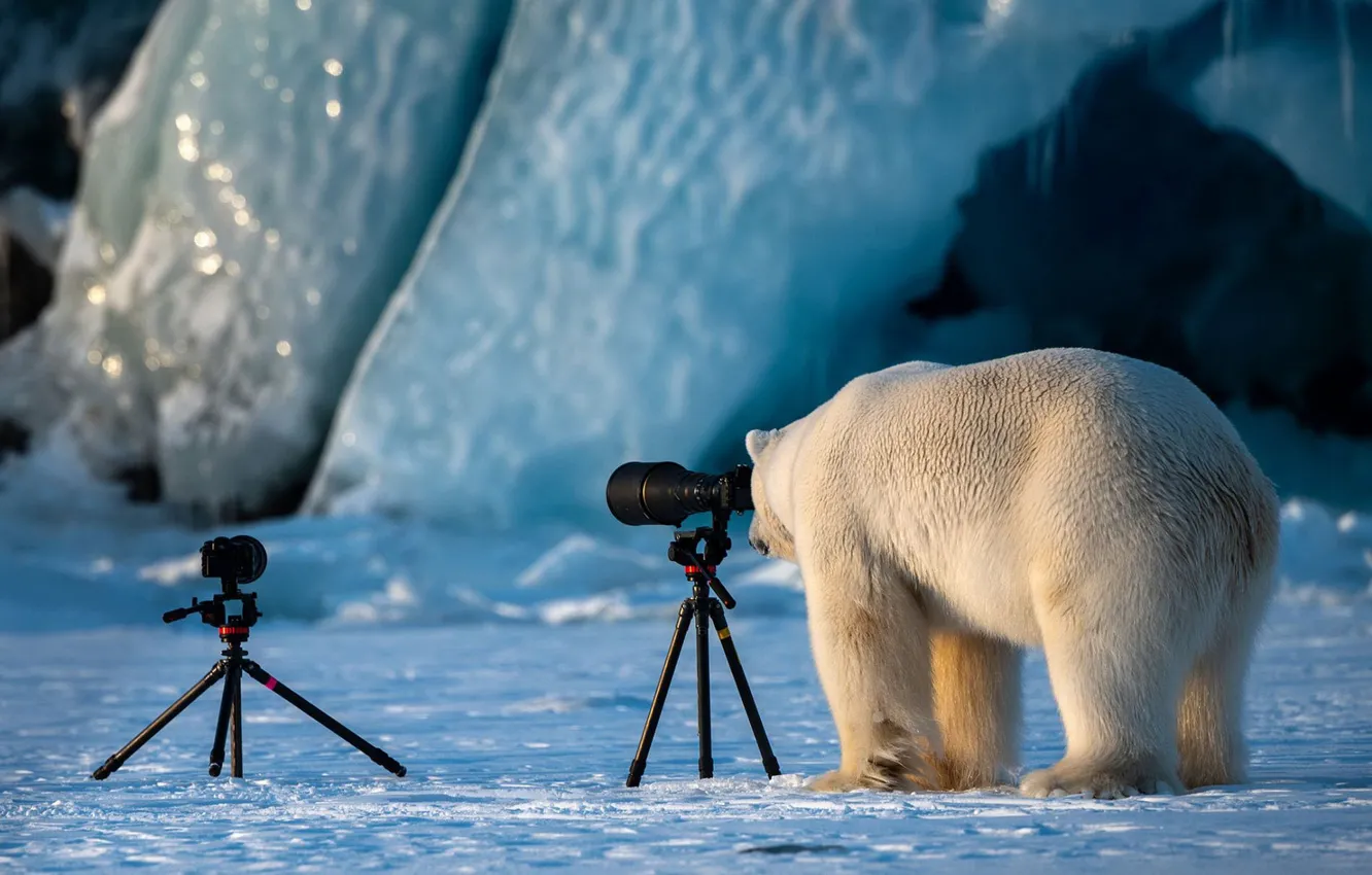 Photo wallpaper winter, white, photography, ice, glacier, bear, bear, the camera