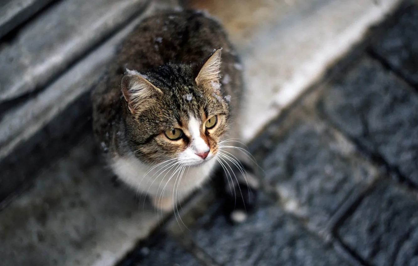 Photo wallpaper cat, cat, mustache, look, sitting, cat