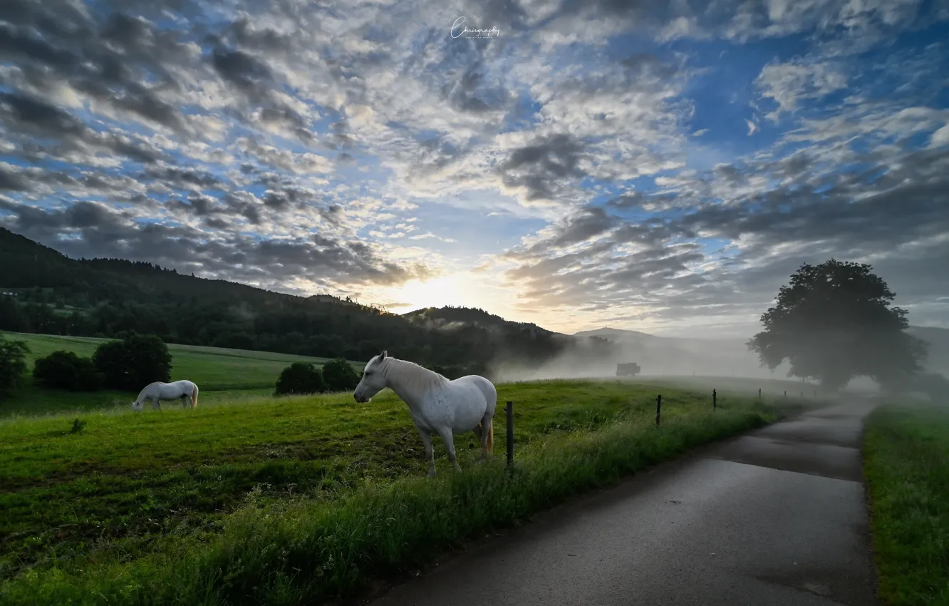 Photo wallpaper road, fog, horse