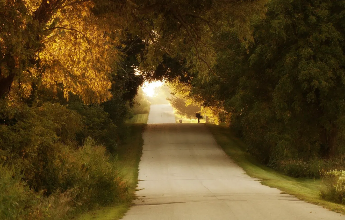 Photo wallpaper road, autumn, trees