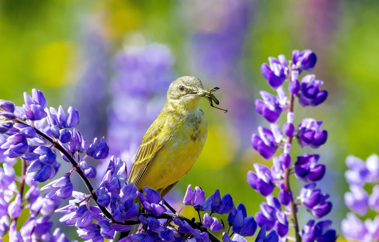 Photo wallpaper macro, flowers, bird, bokeh, Galina Novinskaya, Yellow wagtail, with the loot