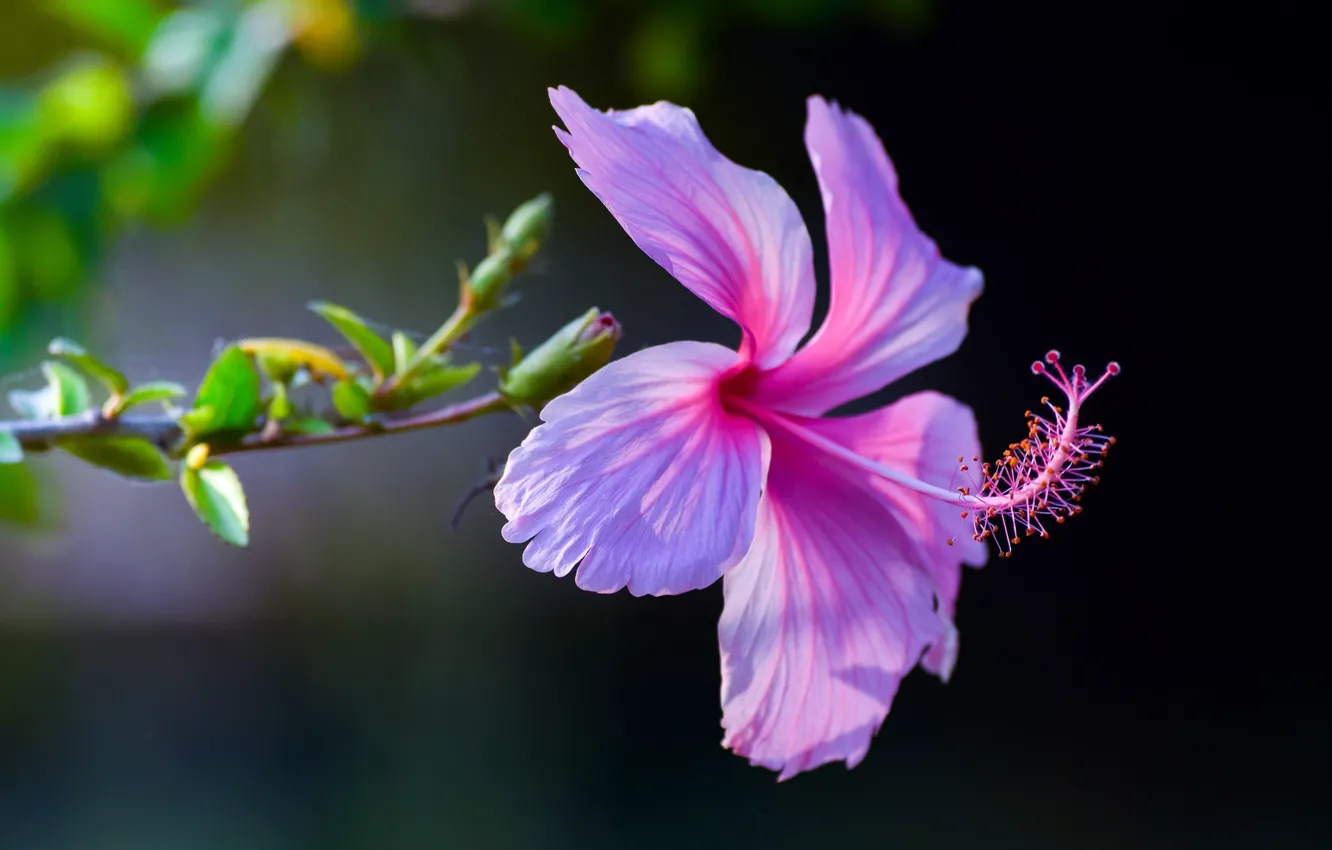 Photo wallpaper macro, background, petals, pink, hibiscus