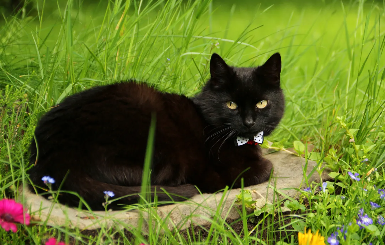 Photo wallpaper greens, cat, summer, grass, cat, look, flowers, nature