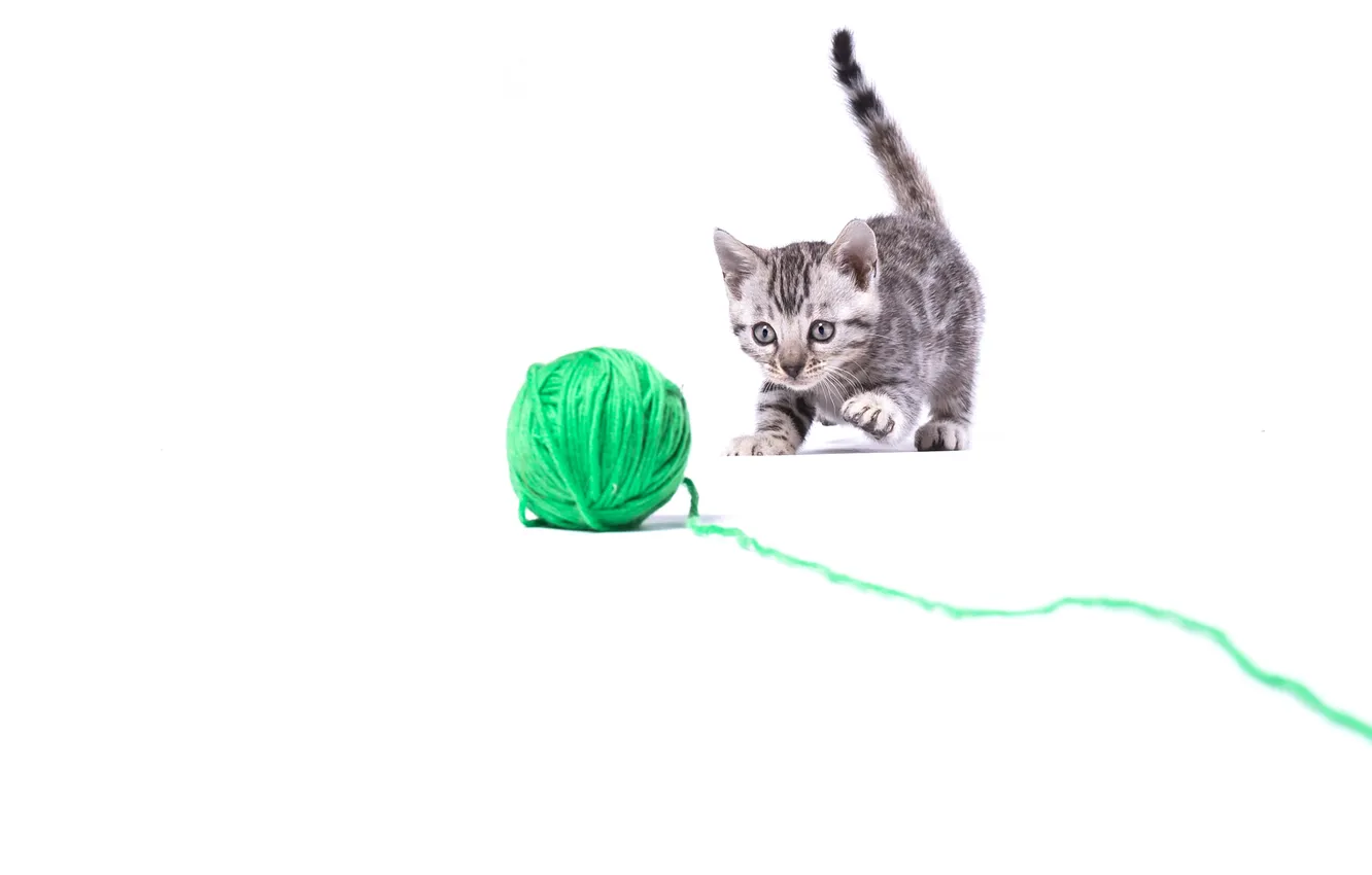 Photo wallpaper cat, look, tangle, pose, green, grey, the game, white background