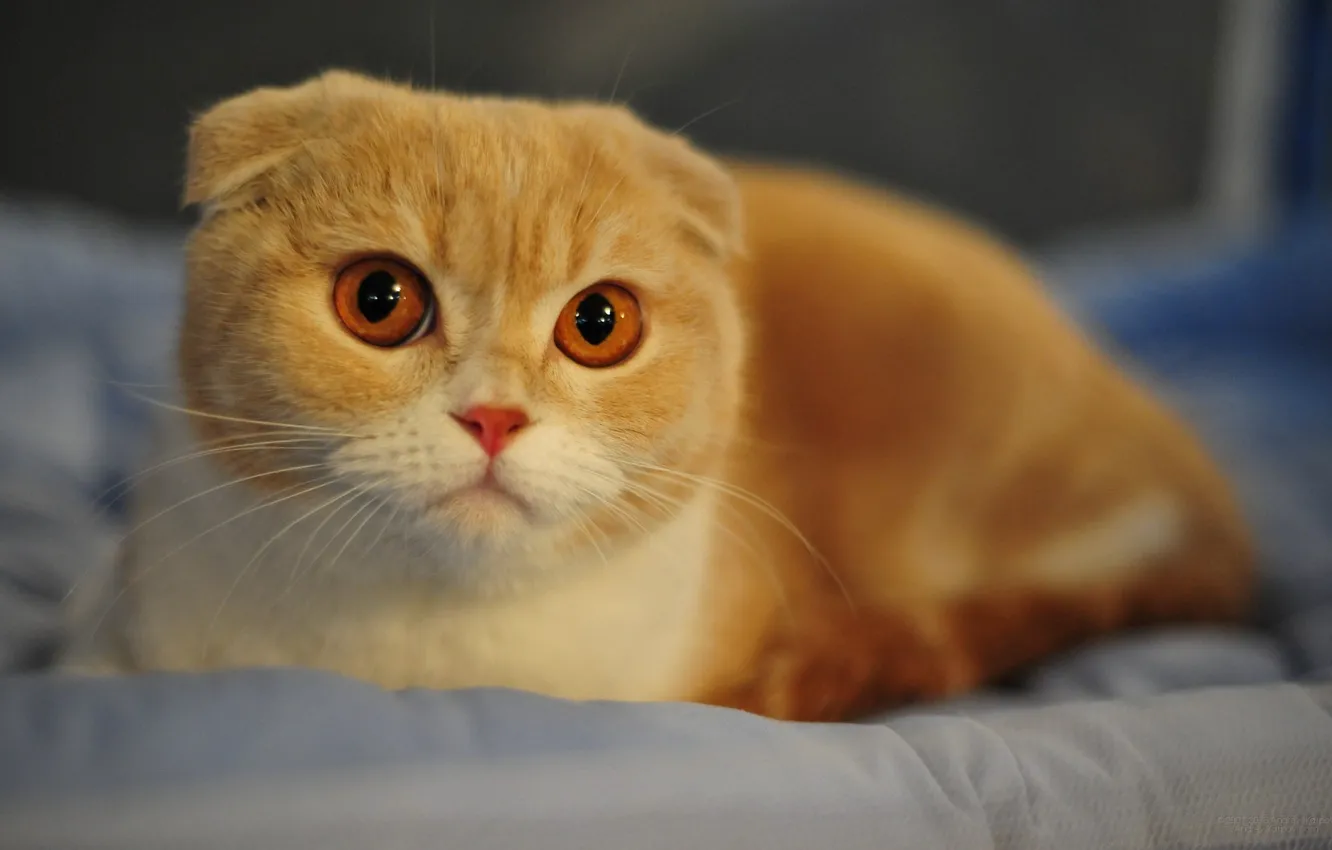 Photo wallpaper cat, animal, predator