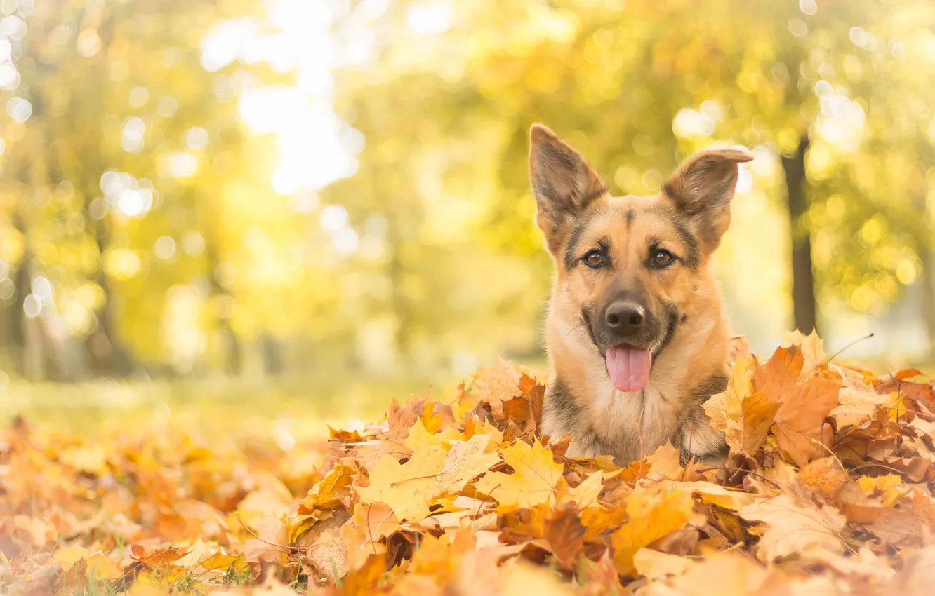 Photo wallpaper autumn, look, face, leaves, dog, shepherd, German shepherd
