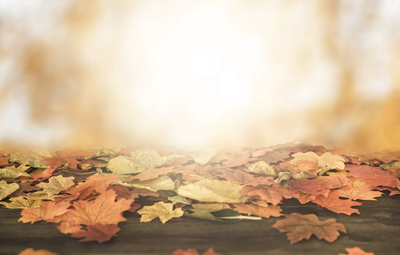 Photo wallpaper autumn, leaves, the sun, background, tree, colorful, wood, background