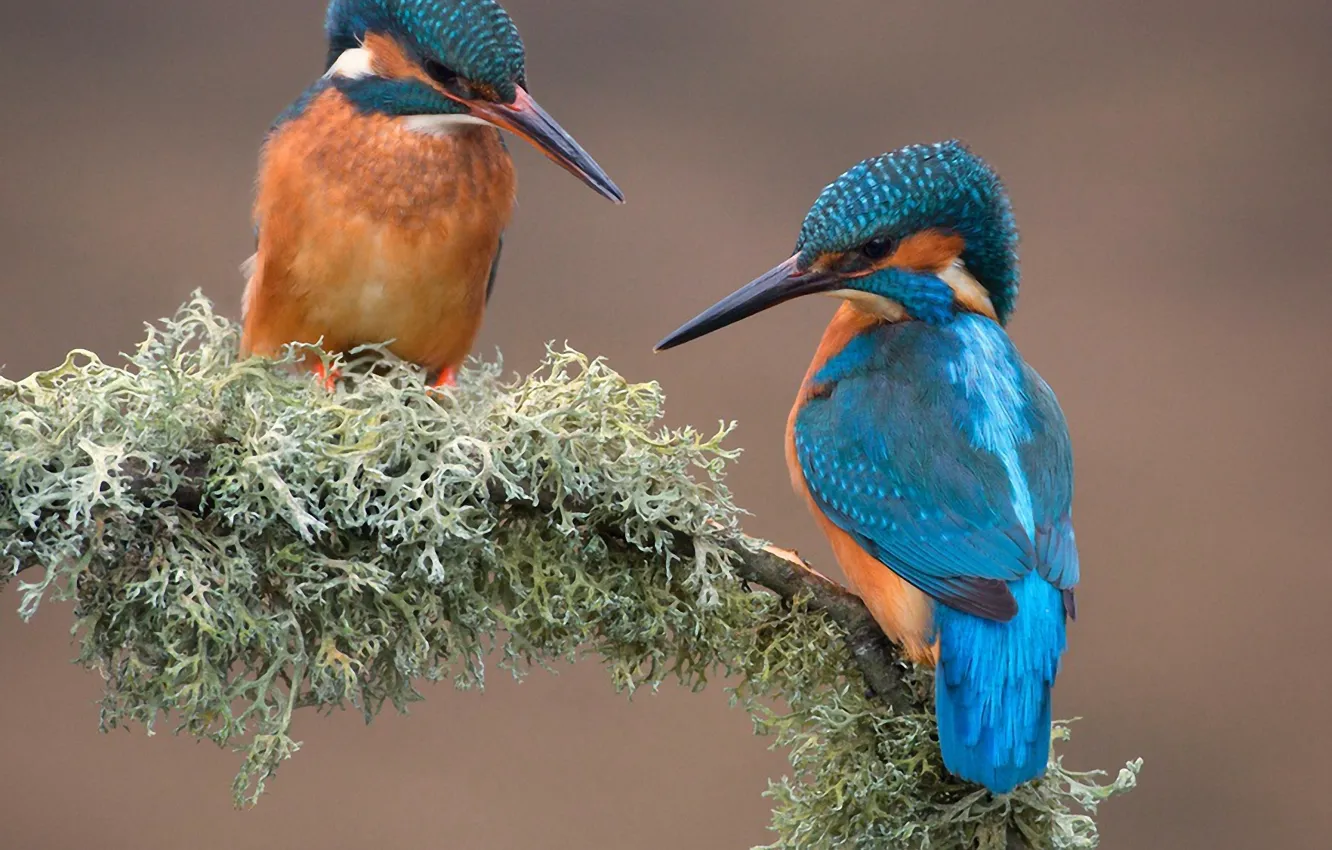 Photo wallpaper branches, nature, bird, moss, Kingfisher