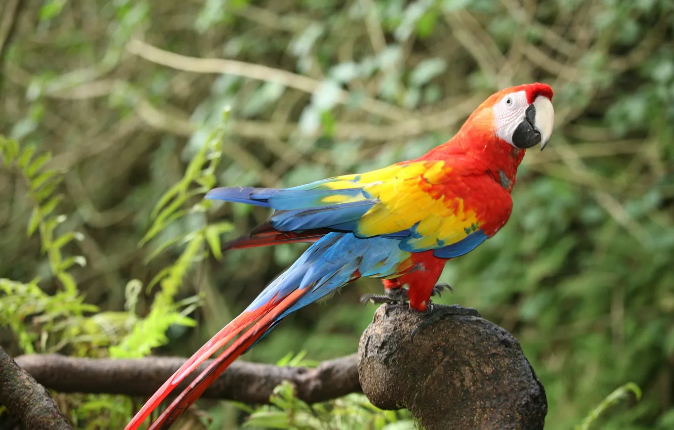 Photo wallpaper Bird, parrot, Ara